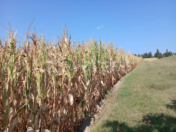 terreno agricolo in vendita a Pino Torinese in zona Valle Ceppi