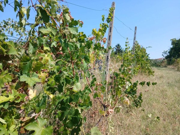 terreno agricolo in vendita a Pino Torinese in zona Valle Ceppi