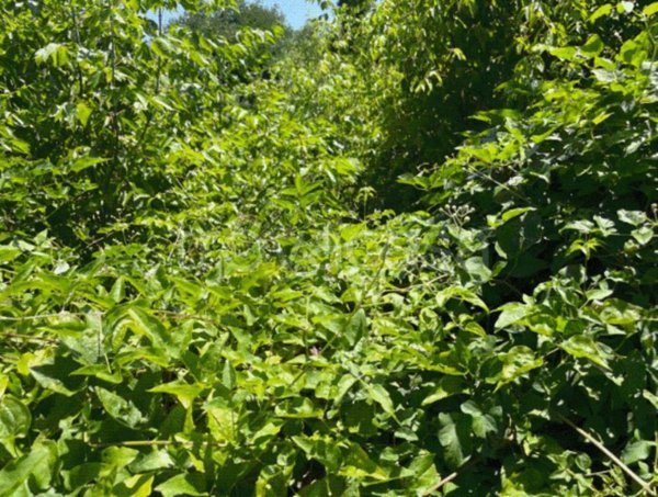 terreno agricolo in vendita a Romanengo