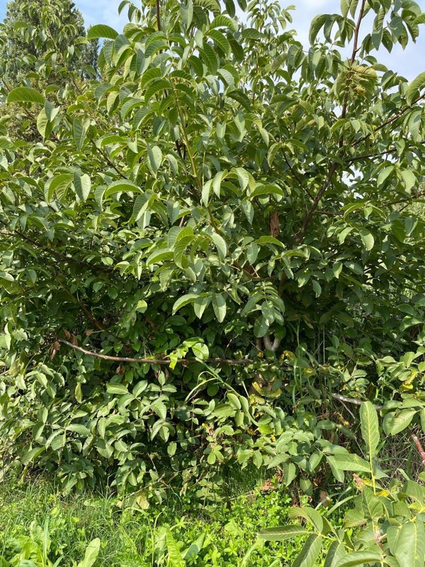 monolocale in vendita a Scandolara Ravara