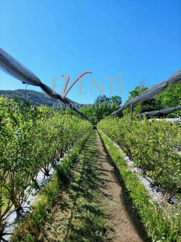 terreno agricolo in vendita a Piossasco