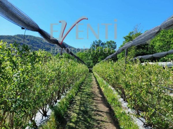 azienda agricola in vendita a Piossasco