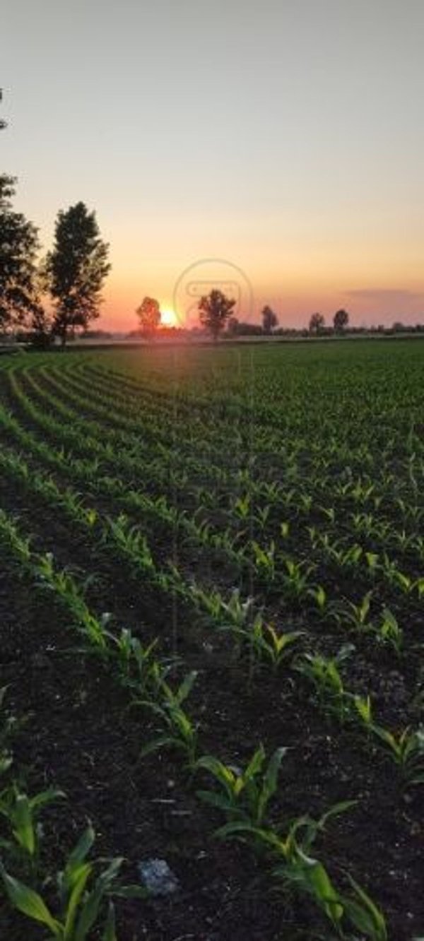 casale in vendita a Vescovato