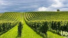 terreno agricolo in vendita a Cavriana