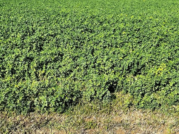 terreno agricolo in vendita a Ceresara