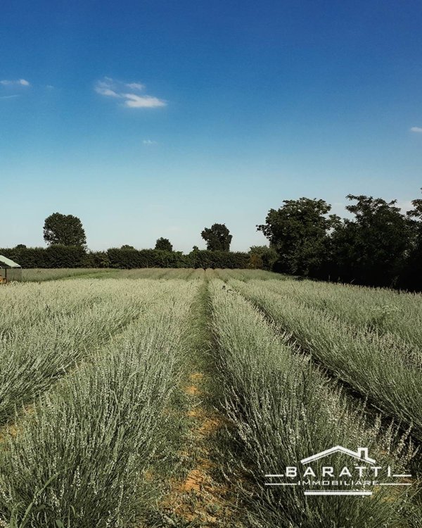 azienda agricola in vendita a Curtatone