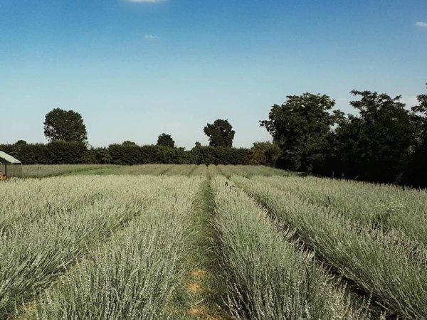 negozio in vendita a Curtatone