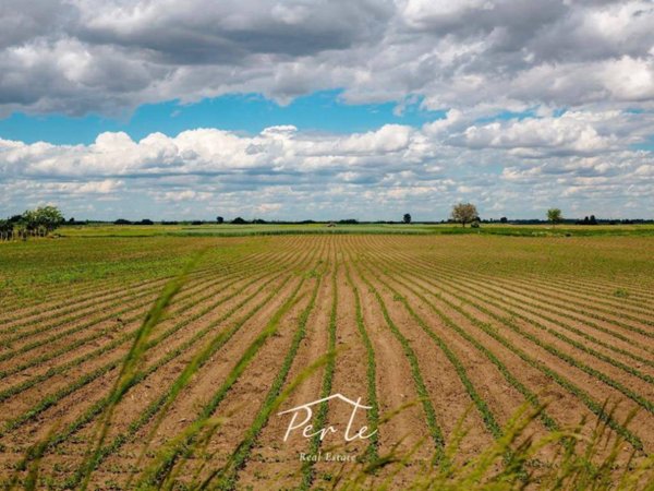 terreno agricolo in vendita a Curtatone
