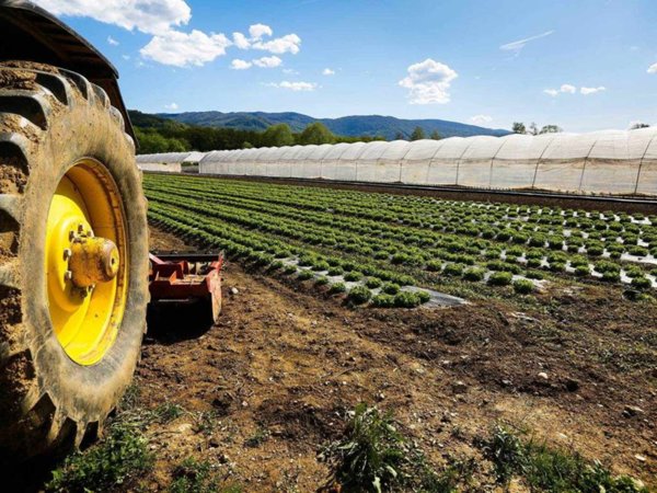 azienda agricola in vendita a Goito