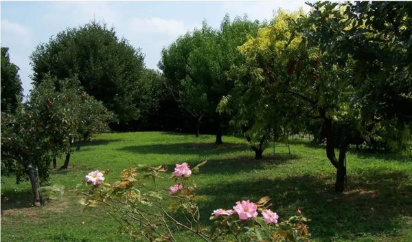 appartamento in vendita a Gonzaga