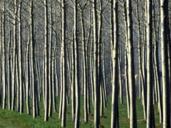 negozio in vendita a Marcaria