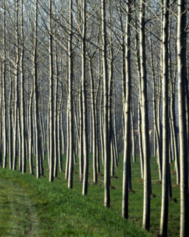 azienda agricola in vendita a Marcaria