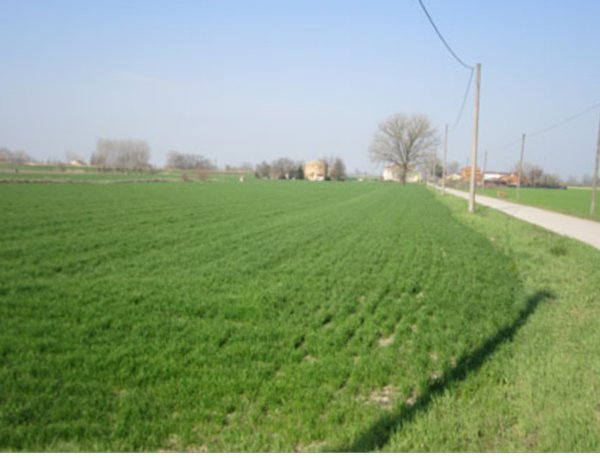 terreno agricolo in vendita a Moglia