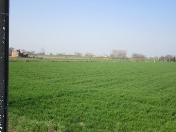 terreno agricolo in vendita a Moglia