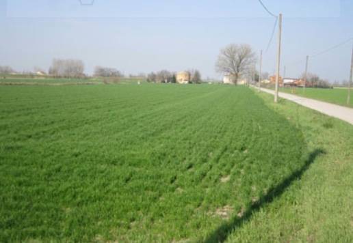 terreno edificabile in vendita a Moglia