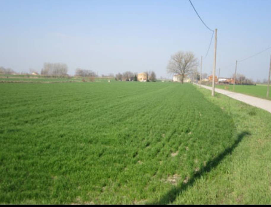 terreno agricolo in vendita a Moglia