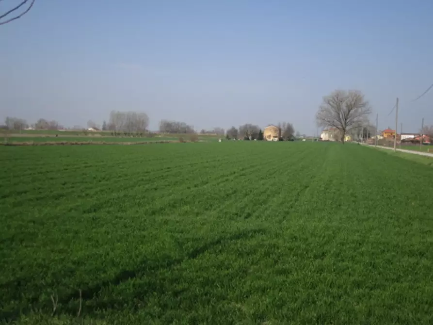 terreno agricolo in vendita a Moglia