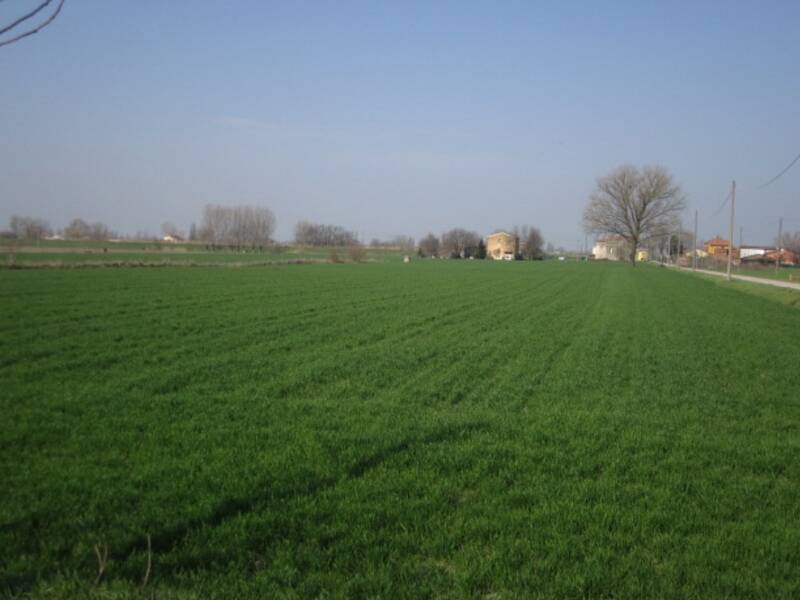 terreno agricolo in vendita a Moglia
