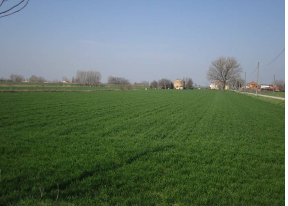 terreno agricolo in vendita a Moglia