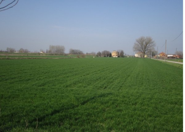 terreno agricolo in vendita a Moglia