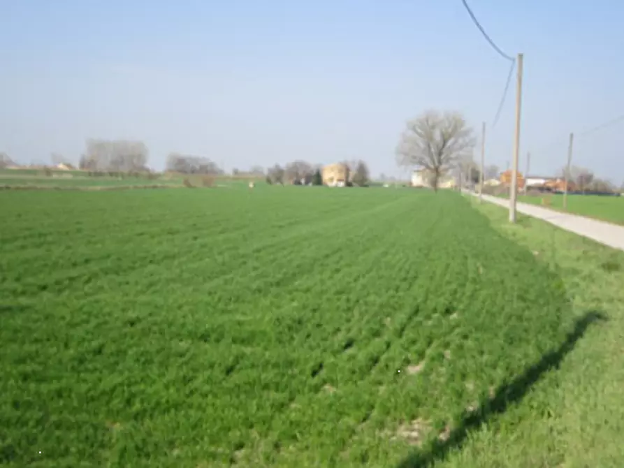 terreno agricolo in vendita a Moglia