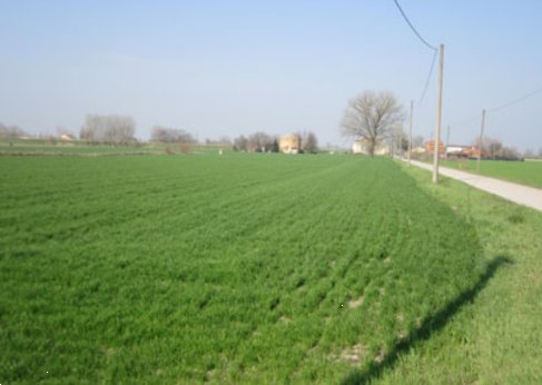 terreno agricolo in vendita a Moglia