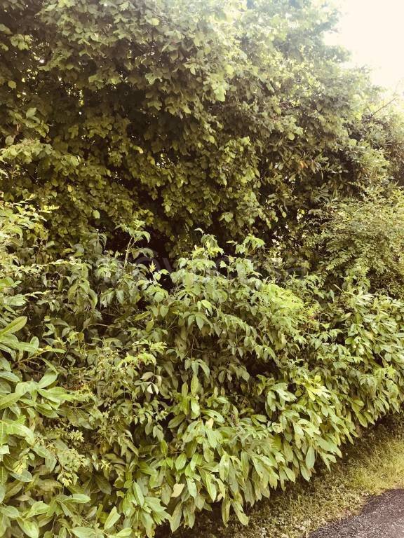 terreno agricolo in vendita ad Ostiglia