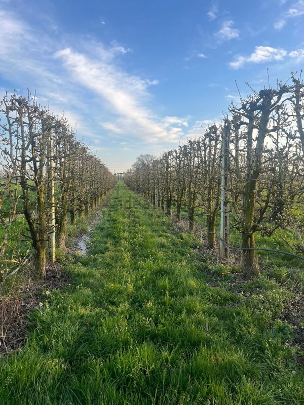 terreno agricolo in vendita a Quistello