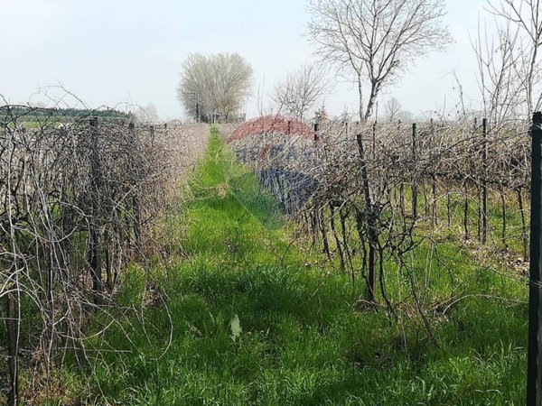 terreno agricolo in vendita a Rivarolo Mantovano