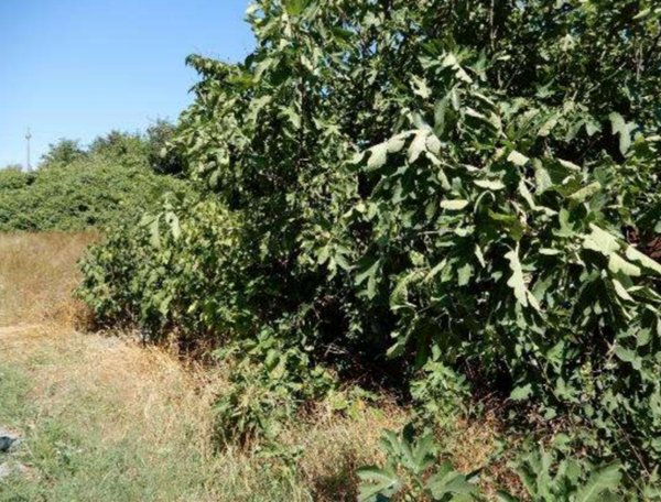terreno agricolo in vendita a Roncoferraro