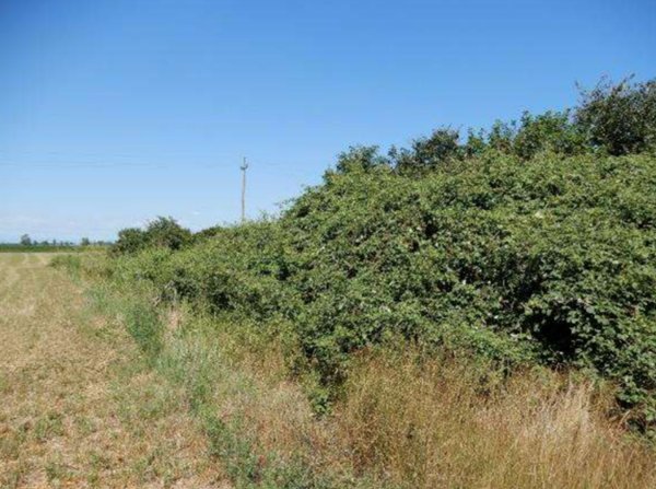 terreno agricolo in vendita a Roncoferraro