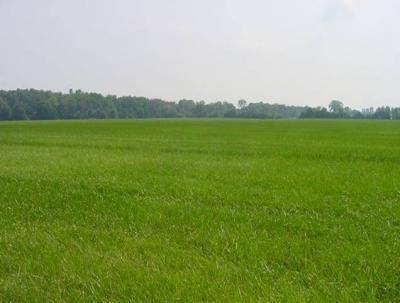 terreno agricolo in vendita a San Benedetto Po