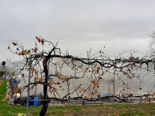 immagine annuncio 0 di 10