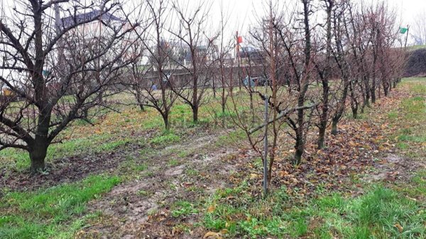 azienda agricola in vendita a San Benedetto Po