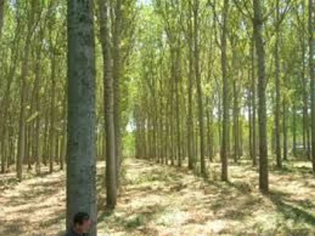 terreno agricolo in vendita a San Benedetto Po in zona Zovo