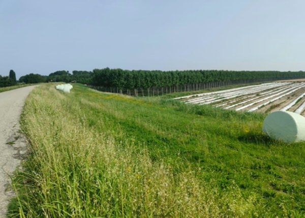 terreno agricolo in vendita a Sermide e Felonica in zona Caposotto