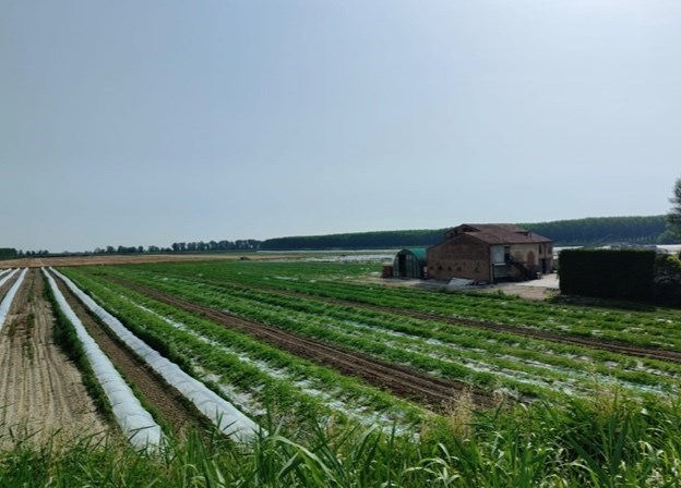 terreno edificabile in vendita a Sermide e Felonica