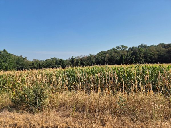 terreno agricolo in vendita a Solferino