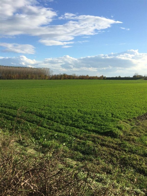 terreno agricolo in vendita a Suzzara