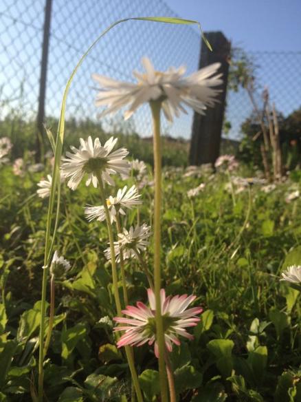 terreno agricolo in vendita a Suzzara in zona Tabellano