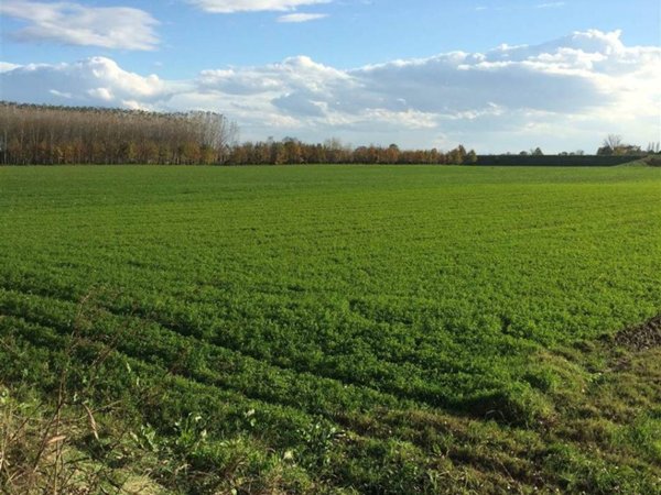 terreno agricolo in vendita a Suzzara