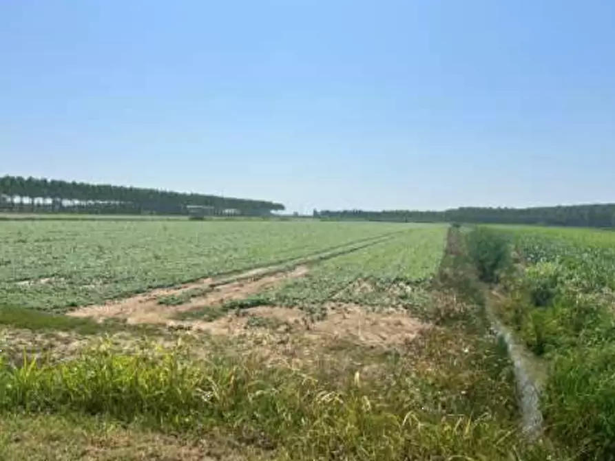 terreno agricolo in vendita a Villimpenta