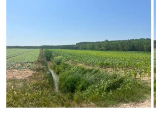terreno agricolo in vendita a Villimpenta