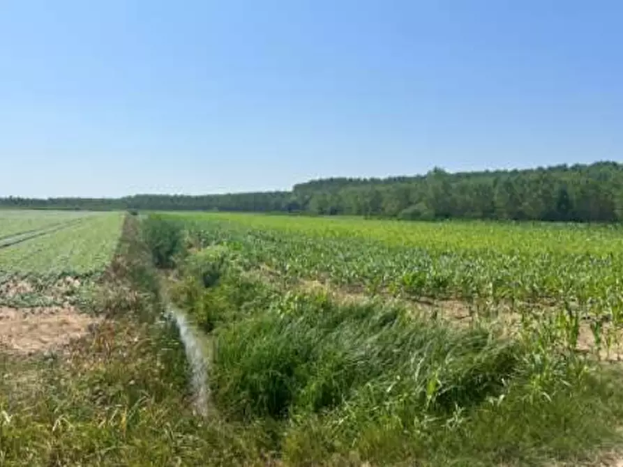 terreno agricolo in vendita a Villimpenta