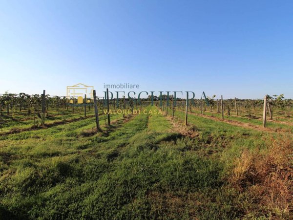 terreno agricolo in vendita a Volta Mantovana