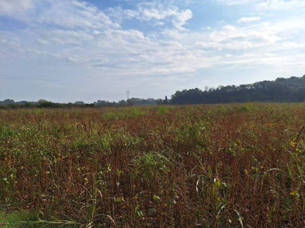 terreno agricolo in vendita a Volta Mantovana