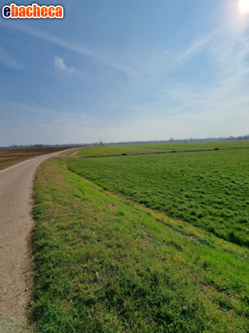 terreno agricolo in vendita a Volta Mantovana