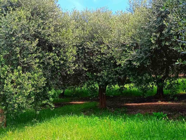 terreno agricolo in vendita a Volta Mantovana