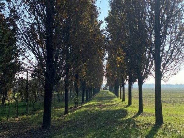 terreno agricolo in vendita a Borgo Virgilio in zona Virgilio