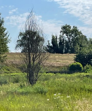terreno edificabile in vendita a Borgo Mantovano in zona Revere